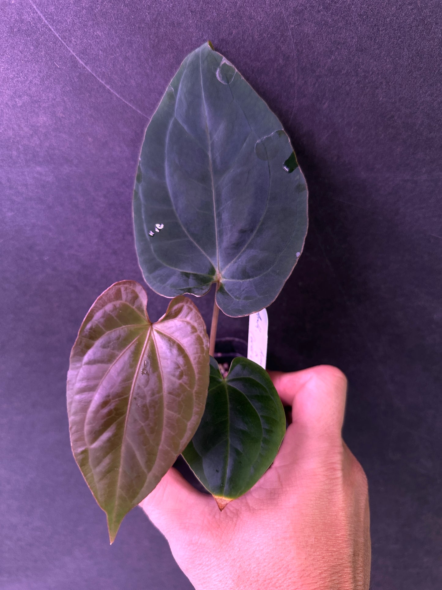 Anthurium kunayalense 'PM6' x (besseae af 'Black" x BVEP)