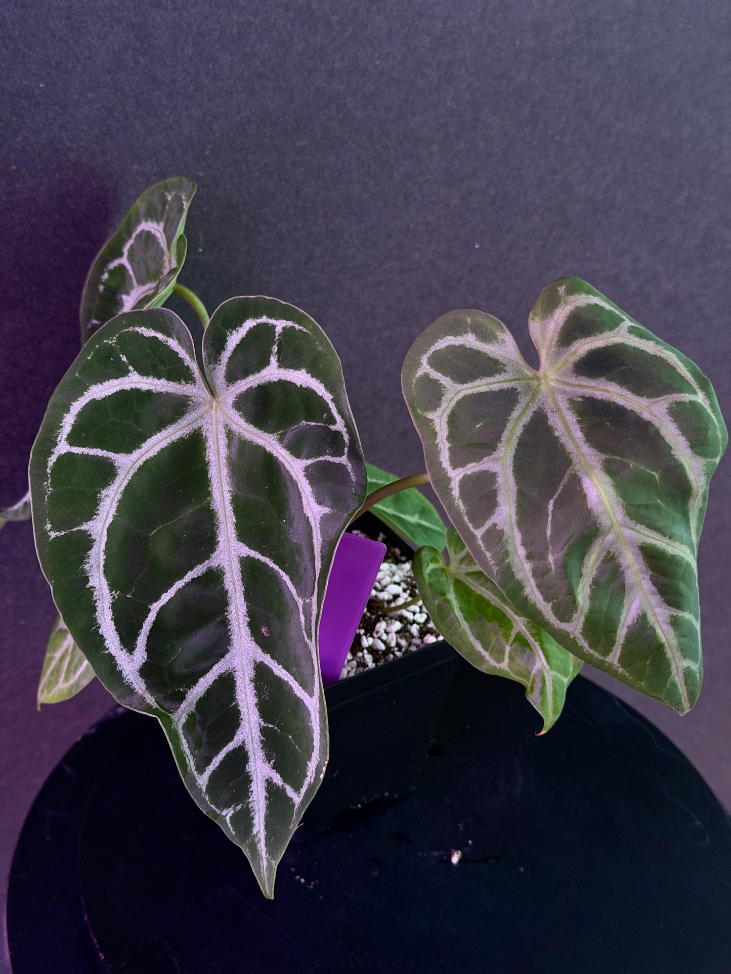 Anthurium FTG Crystal (S1) x SKG Silver