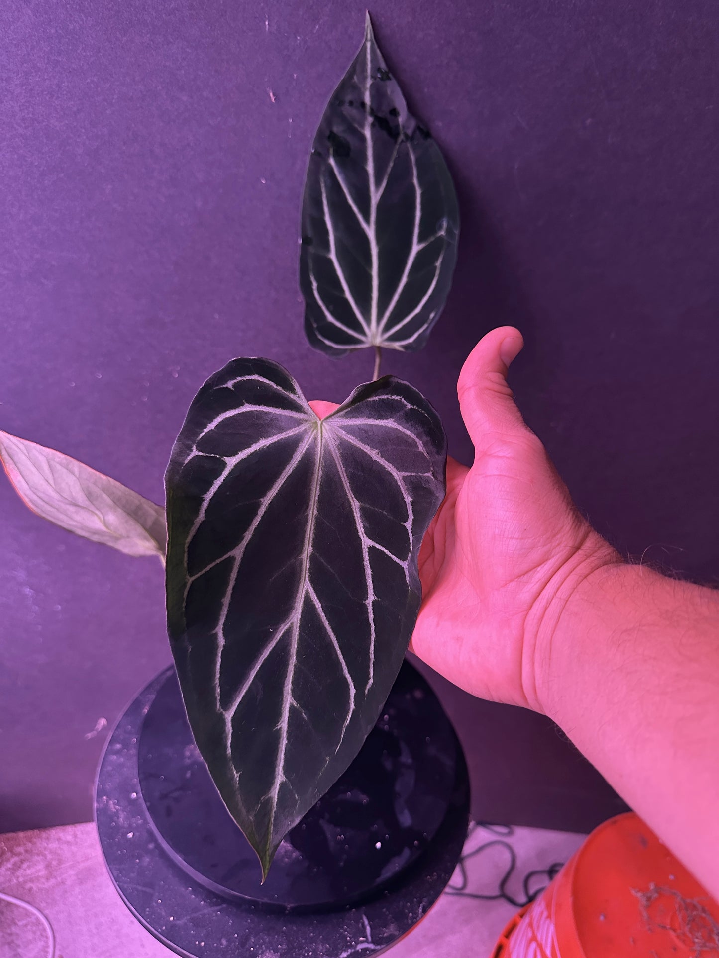 Anthurium Enid's Bench x Stripey Mag x self)#2     "#1" (Dec. 2025 offers accepted)