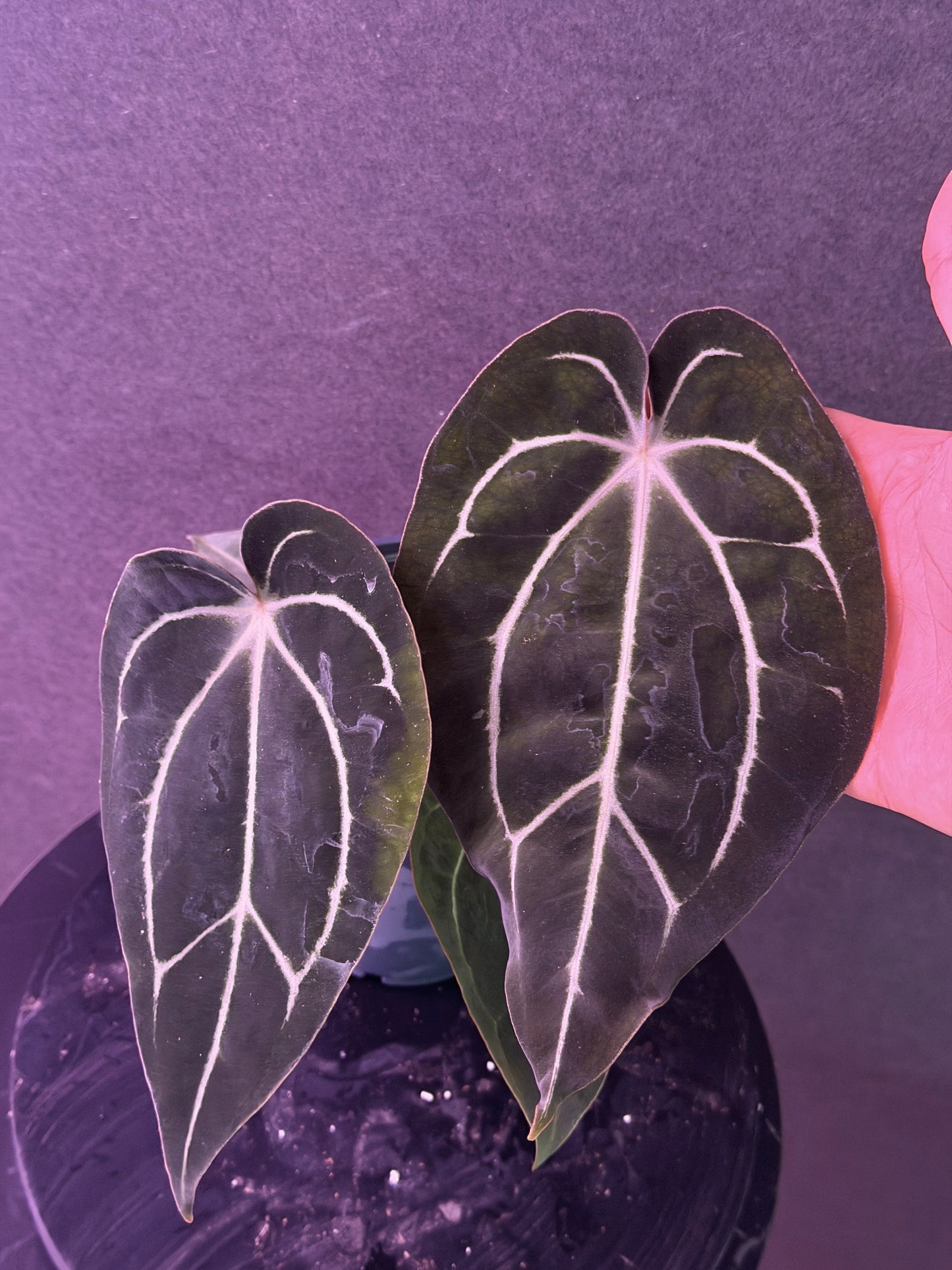 Anthurium carlablackiae 'PM5' x (Stripey X1 x bess aff)"Swamp Spider"