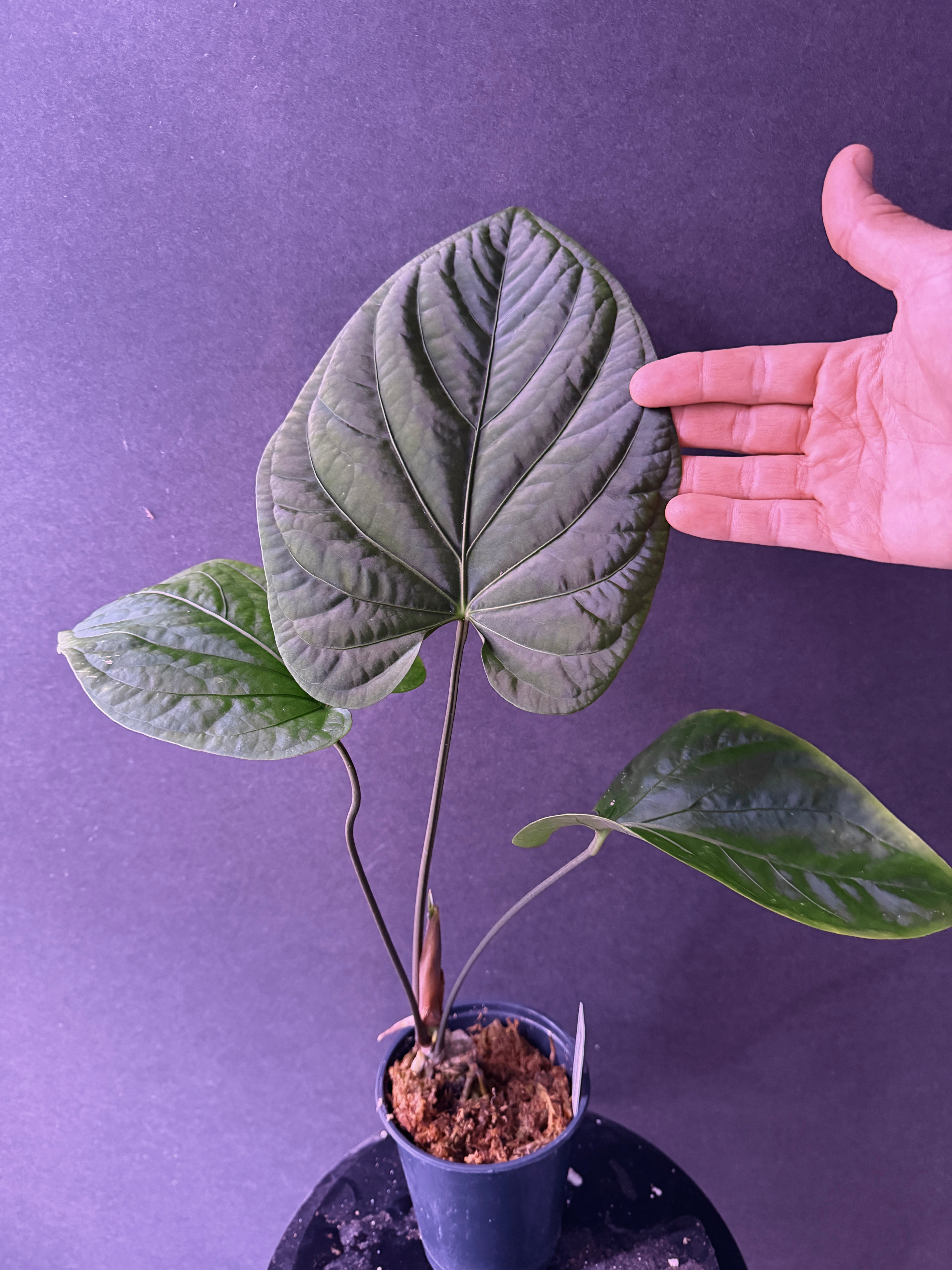 Anthurium Hybrids – understoryoasis
