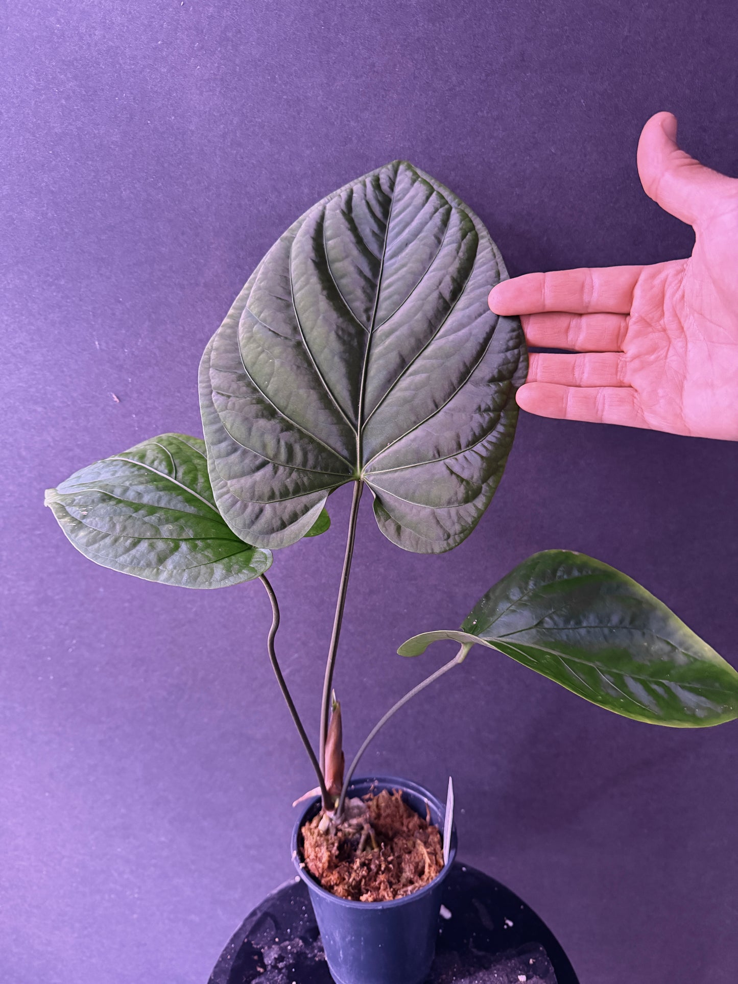 Anthurium paradoxum 2 (nova Panama)