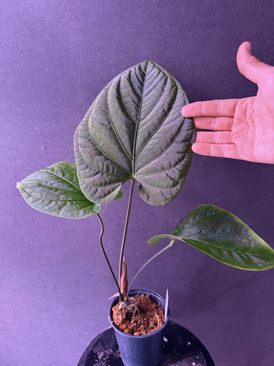 Anthurium paradoxum 2 (nova Panama)