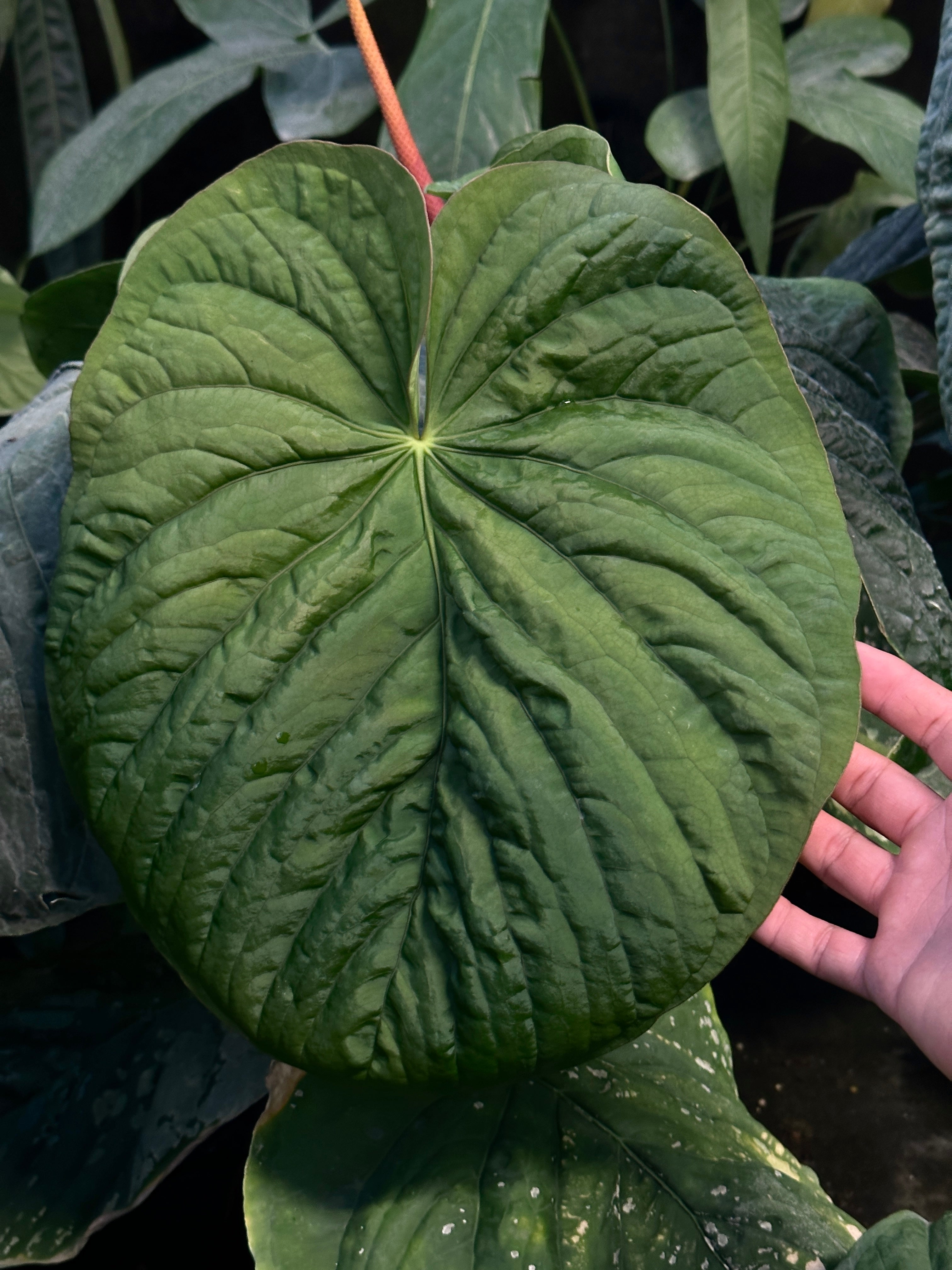 Anthurium kunayalense 'PM6' x (besseae af 'Black