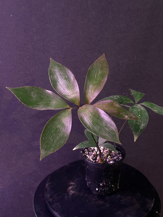 Zamia purpurea