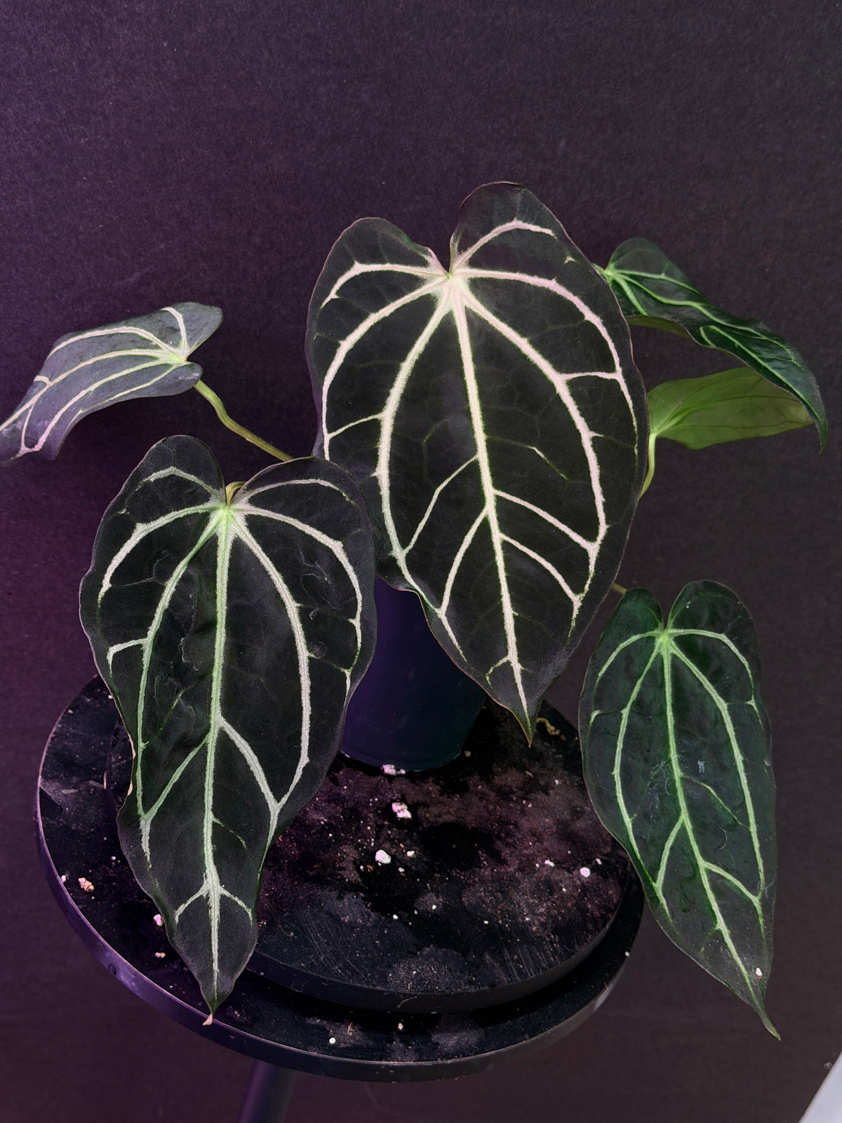 Anthurium carlablackiae 'PM2' x 'PM1'