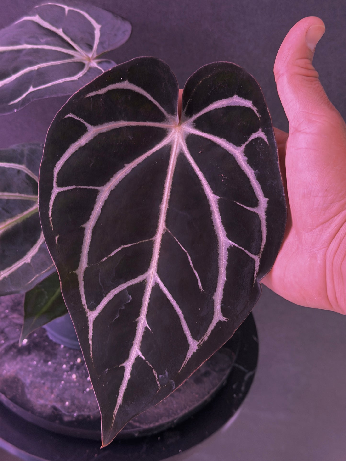 Anthurium carlablackiae 'PM2' x 'PM1'
