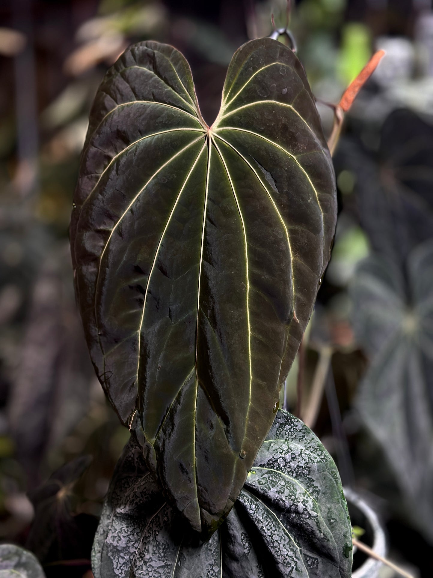 Anthurium carlablackiae 'PM5' x (Stripey X1 x bess aff)"Swamp Spider"