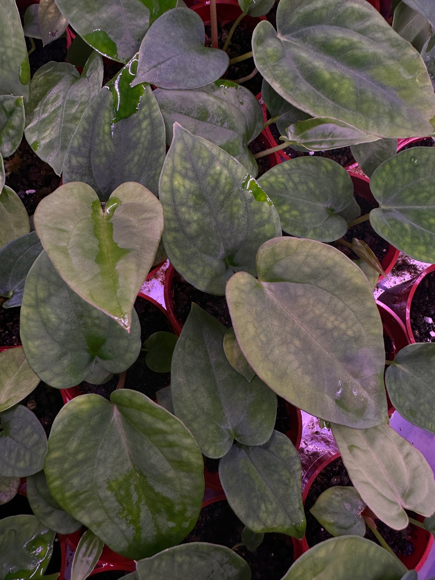 Anthurium dressleri "Narrow" x Anthurium "Swamp Stripes"