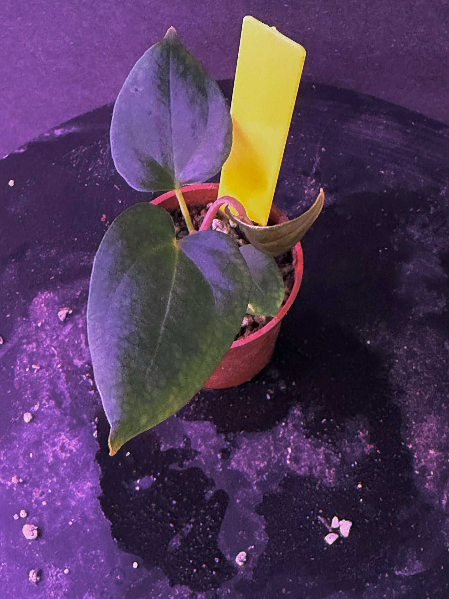 Anthurium (Nov DF x carla)  x  (BVEP x port. 'Dorito') "Dark Knight"