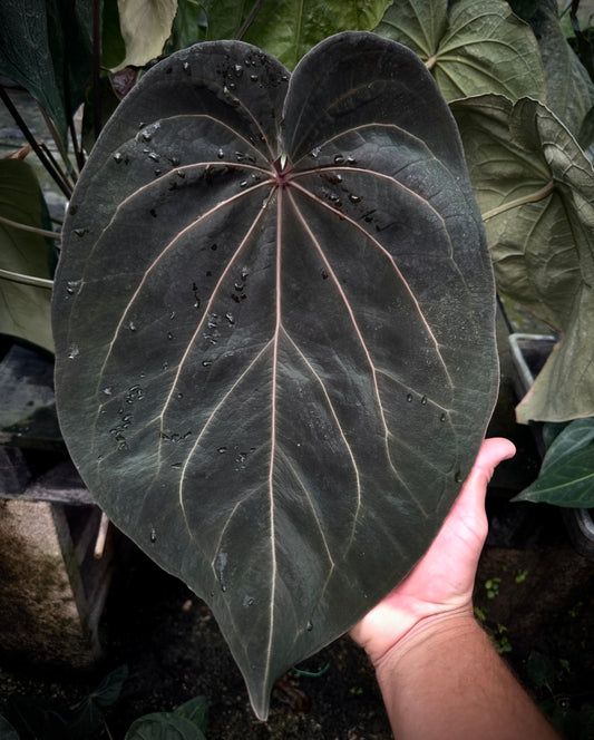 Anthurium Stripey X1 x Stripey X2