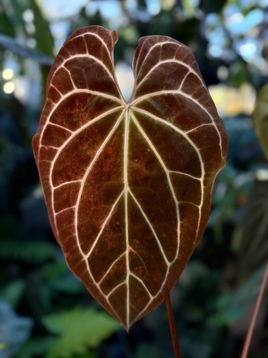 0001 Anthurium (Stripey Mag x carla.) #1  X Stripey Mag (XL leafless)