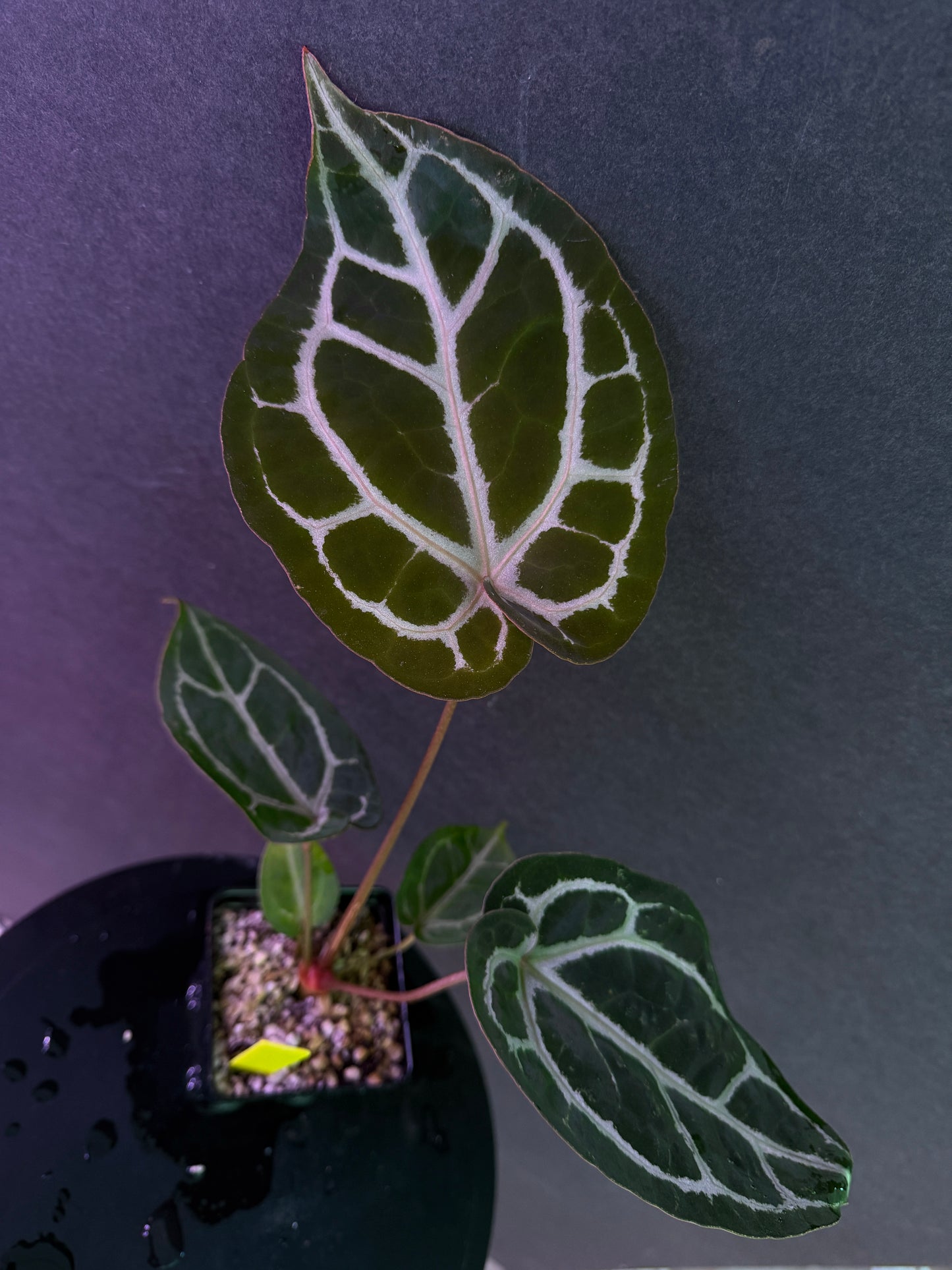 Anthurium Red Crystal 'PM1' x (SKG Silver x Stripey X1)