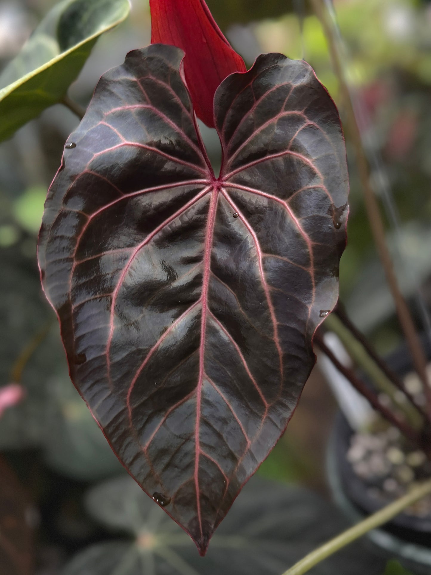 Anthurium (Big Black Block) x (carla x pap)