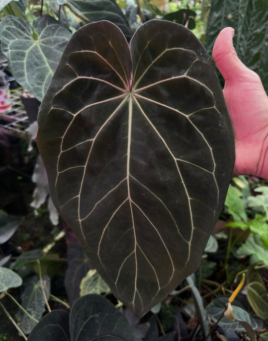 Anthurium (carlablackiae x BVEP) x Big Black Block(Leafless)