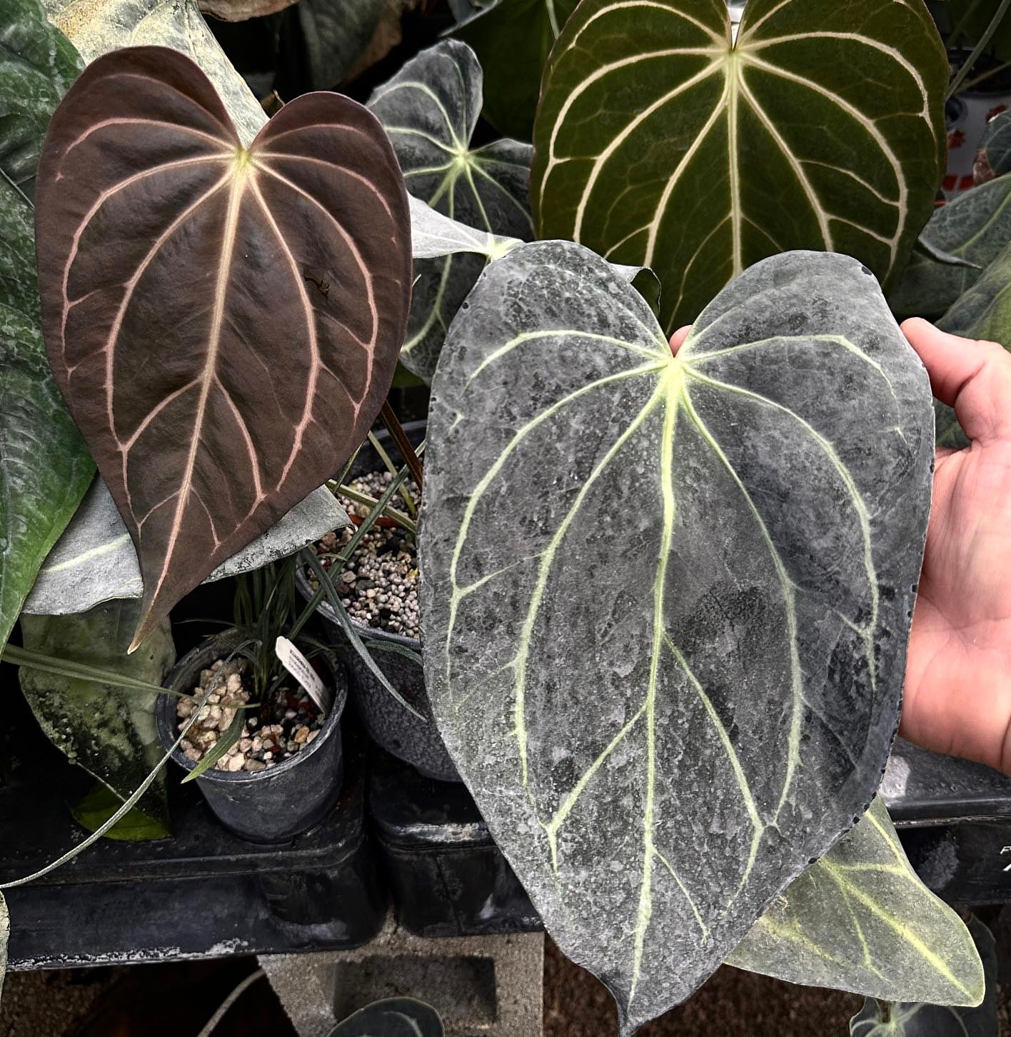 Anthurium carlablackiae "PM1" x "PM6"