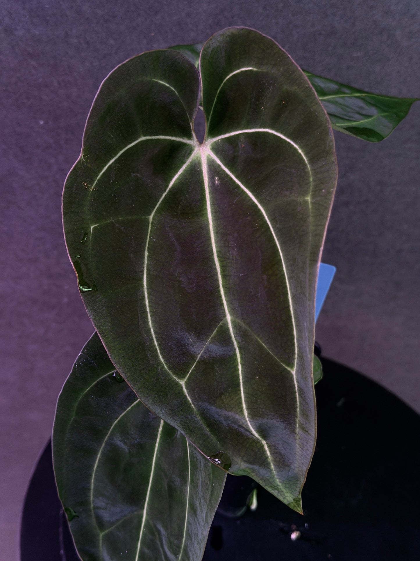 Anthurium (Stripey Mag x carla) #1 x (BVEP X Stripey Mag) (Exact Seedlings)