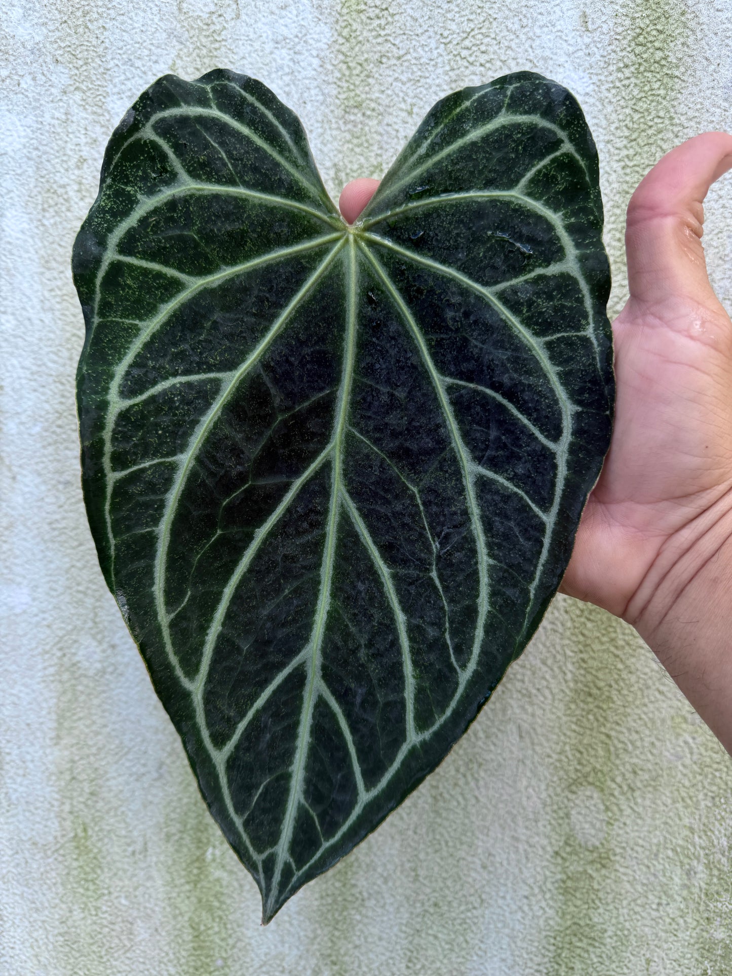 Anthurium Stripey Mag x (Stripey Mag x self)#2 (3 Pack Leafless)