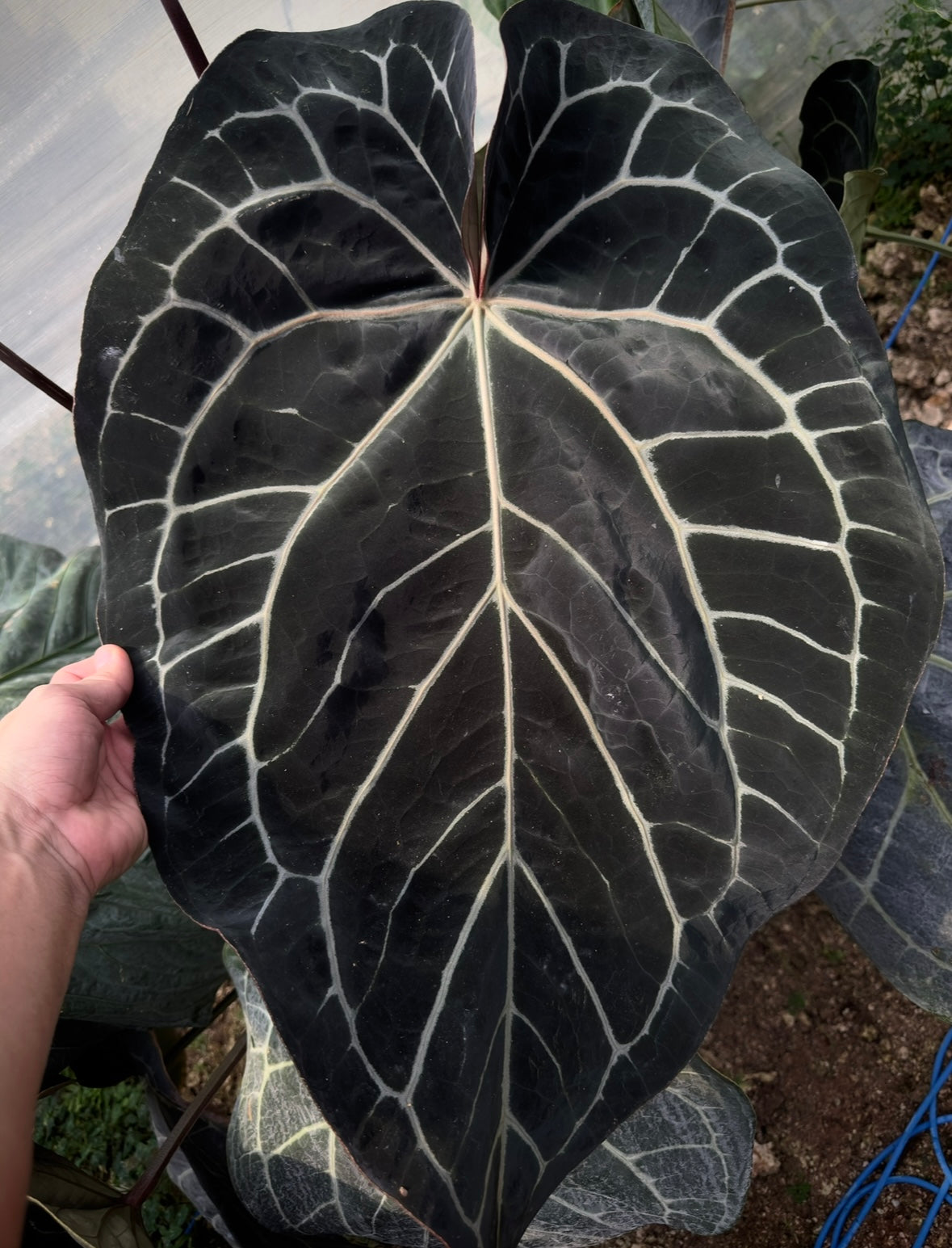 Anthurium Big Black Block x (regale x lux)