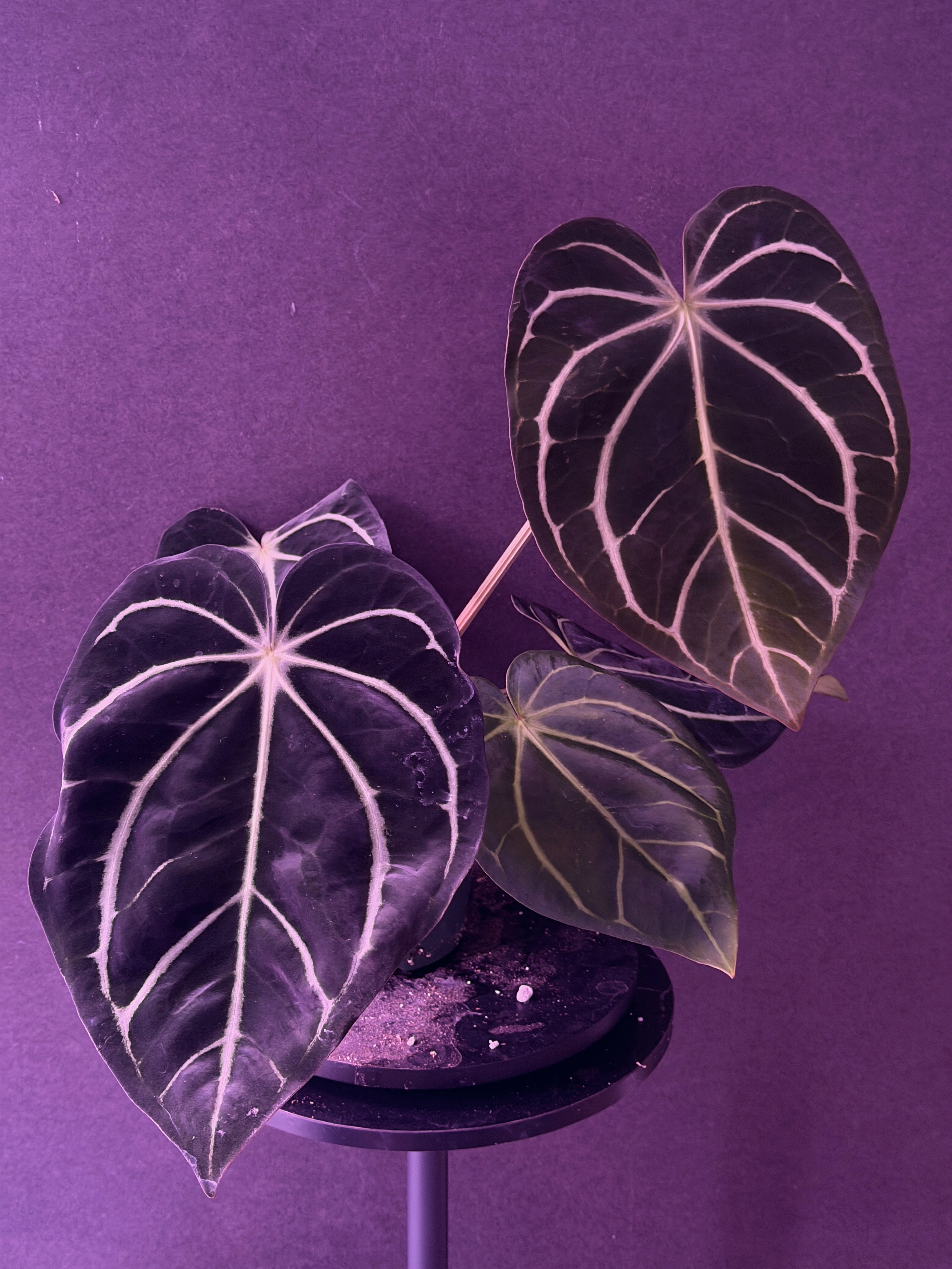 Anthurium Hybrids – understoryoasis
