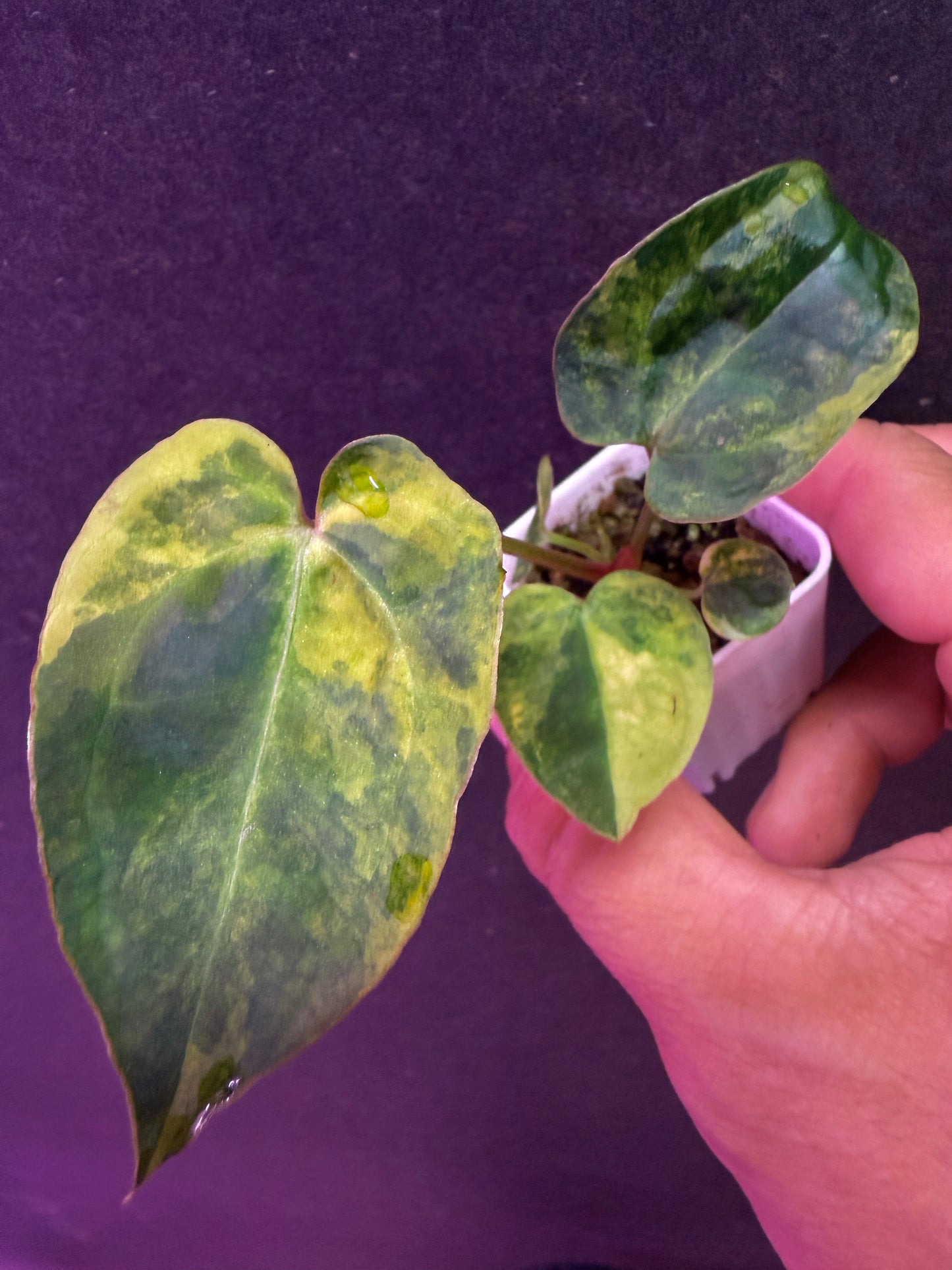 Anth. (SKG Silver x Stripey x1) variegated x self