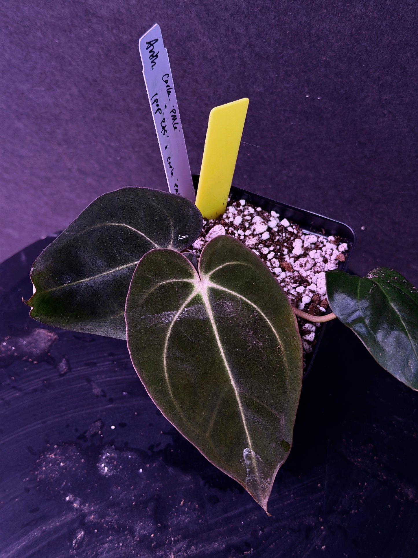 Anthurium carlablackiae 'PM6' x (papillilaminum 'RA5' x carlablackiae)