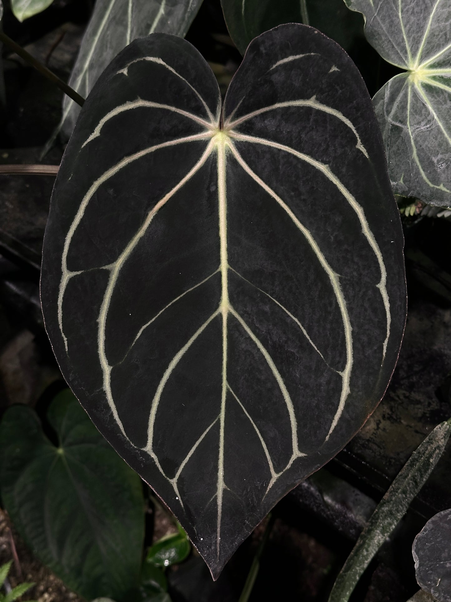 Anthurium besseae af 'Narrow' x carlablackiae 'H'