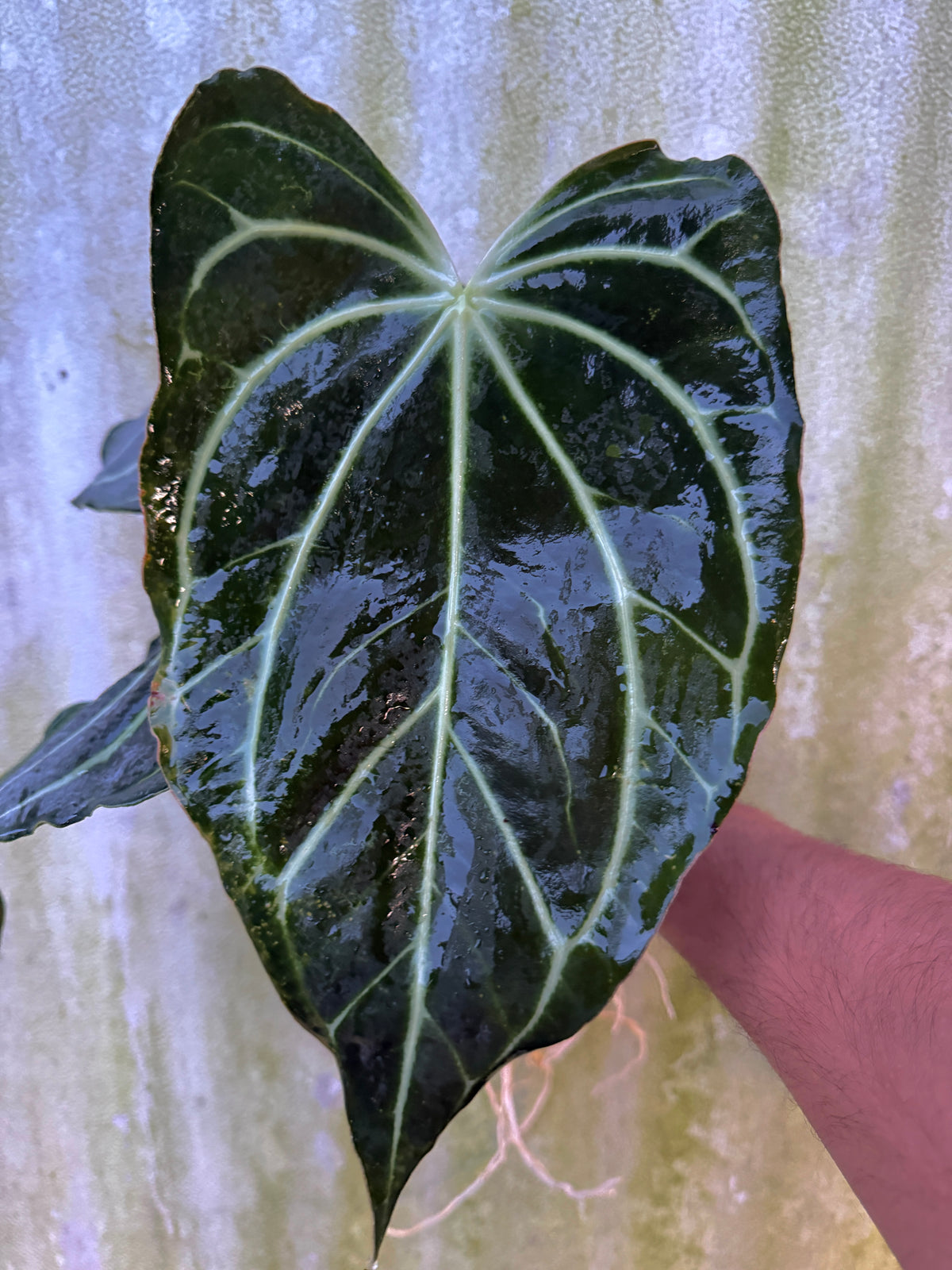 0004 Anthurium bess aff 'Narrow' x carla 'H'