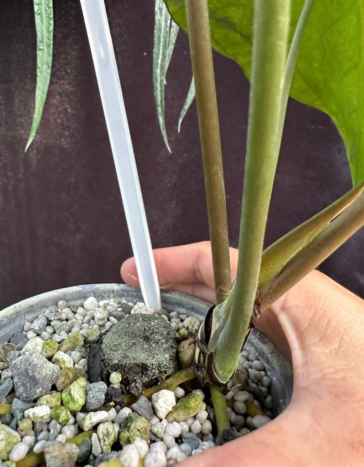 Anthurium papillilaminum "Gatorskin"