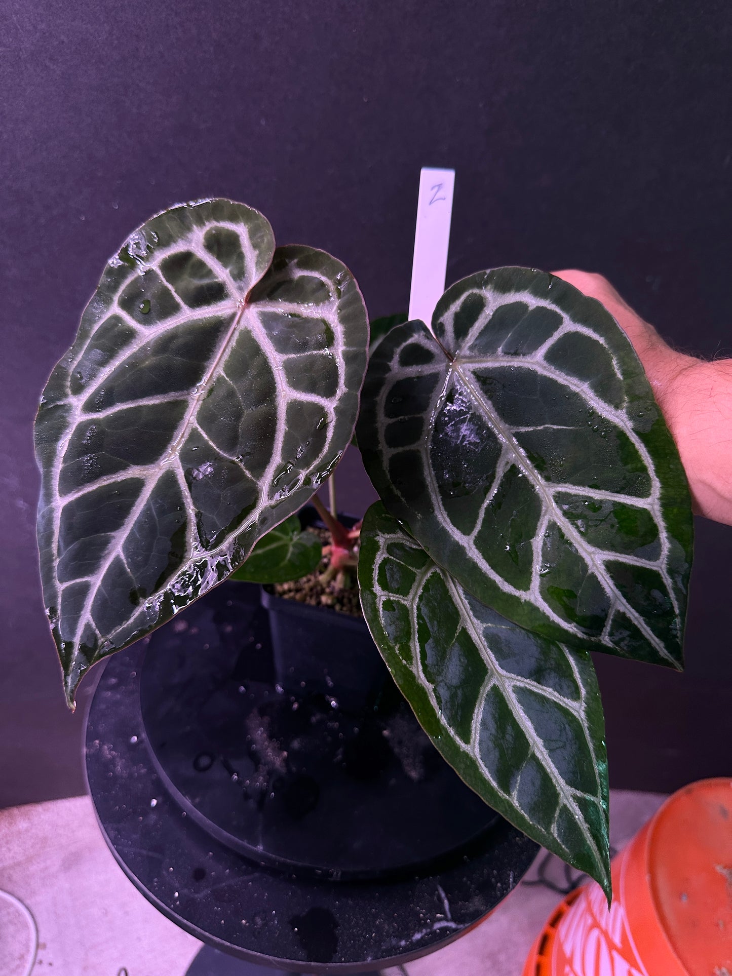 Anth. (SKG Silver x Red Crystal) x Stripey Mag