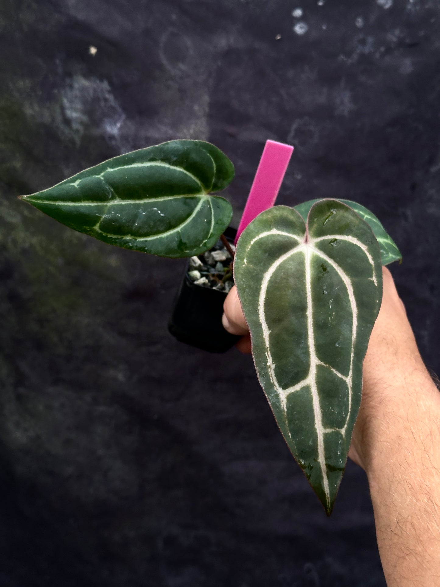 Anthurium (Stripey Mag x carlablackiae) #2 x #1