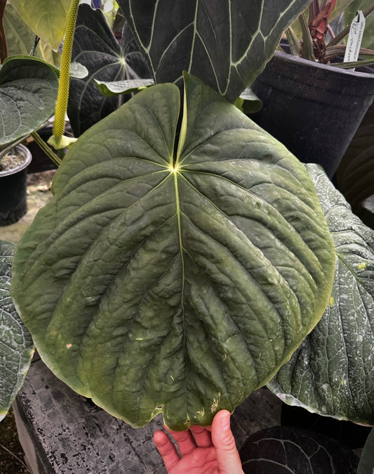 Anthurium kunayalense 'PM4' x carlablackiae 'PM1'