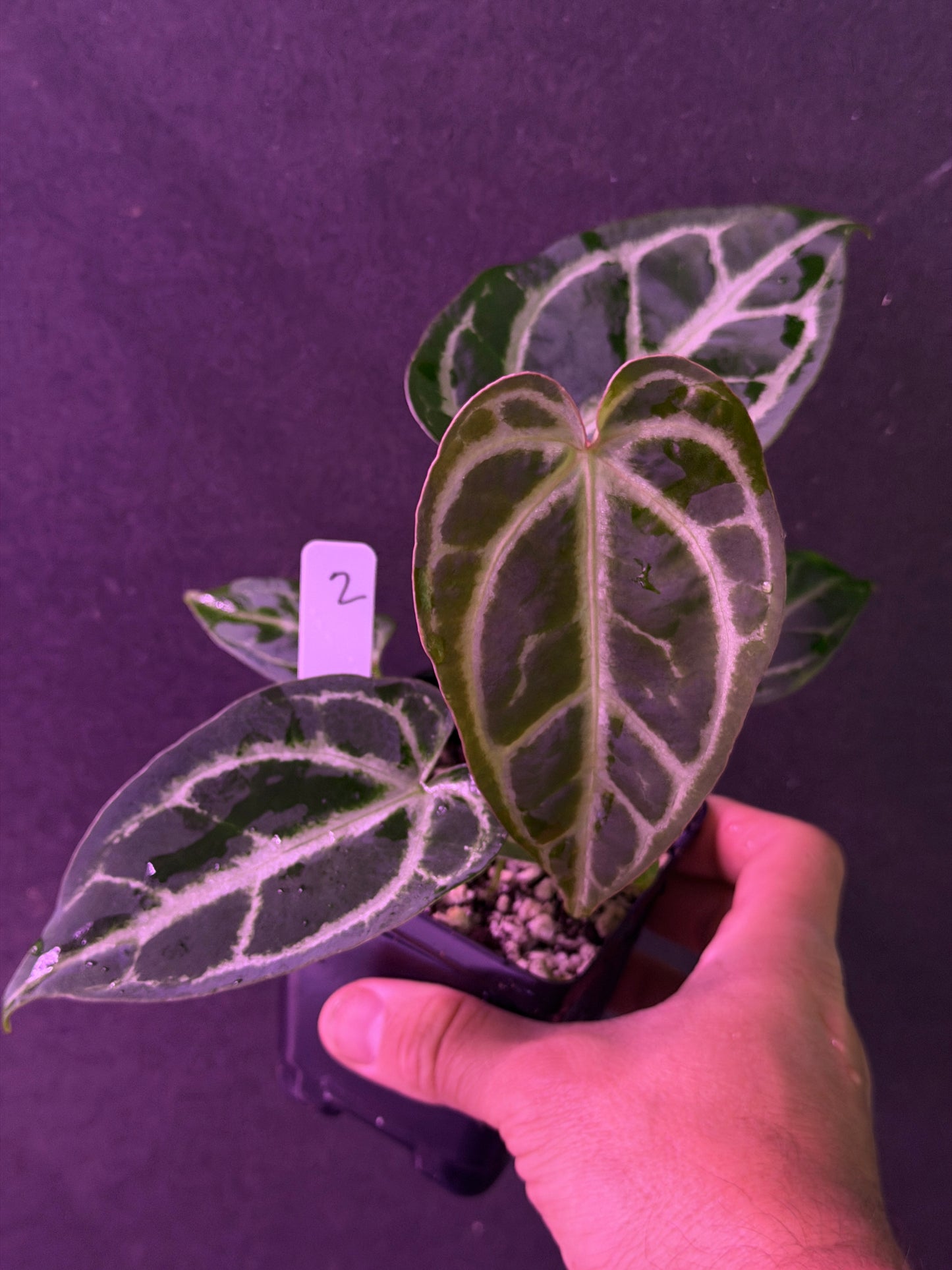 Anthurium FTG Crystal (S1) x SKG Silver