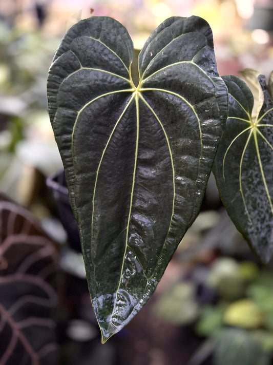 Anthurium "Dark Knight" x (bess aff x (carla x pap))