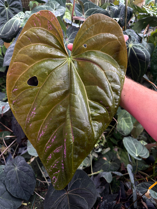 Anthurium (Stripey Mag x carla) x debile