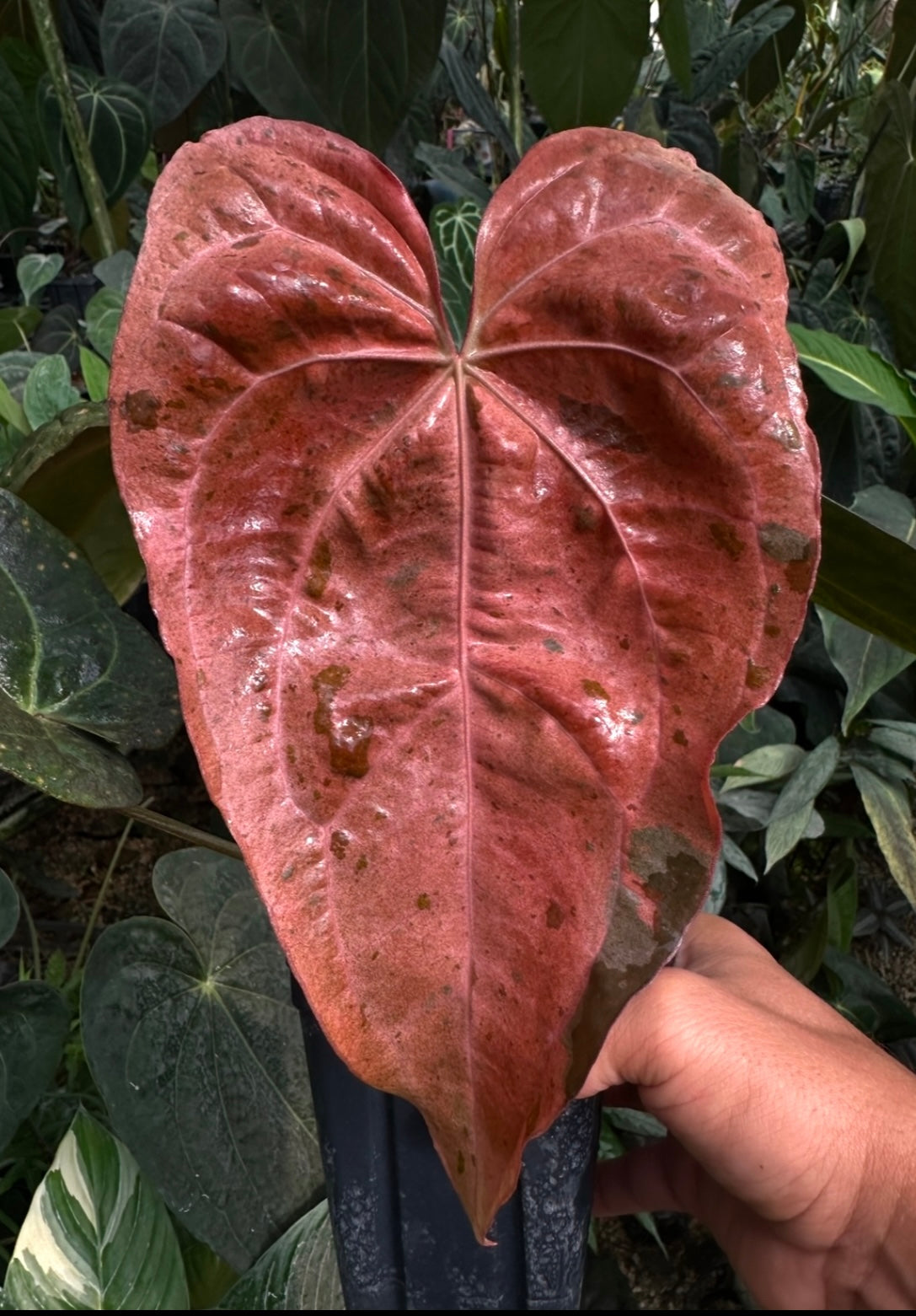 Anthurium (Ace x (Stripey Mag x carla)) variegated x Stripey Mag