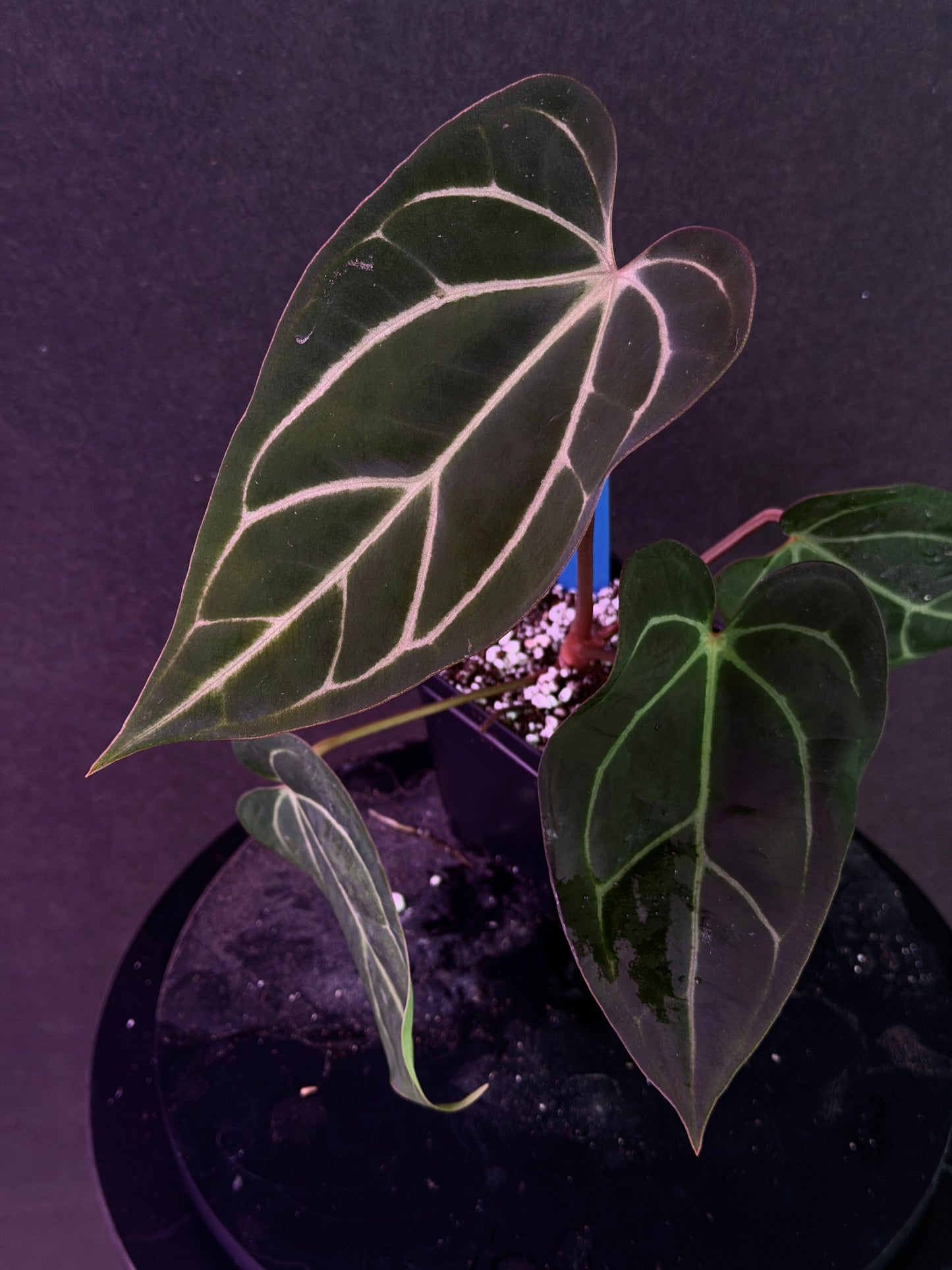 Anthurium carlablackiae 'Yard' x (Ace x (Stripey Mag x carla)) variegated