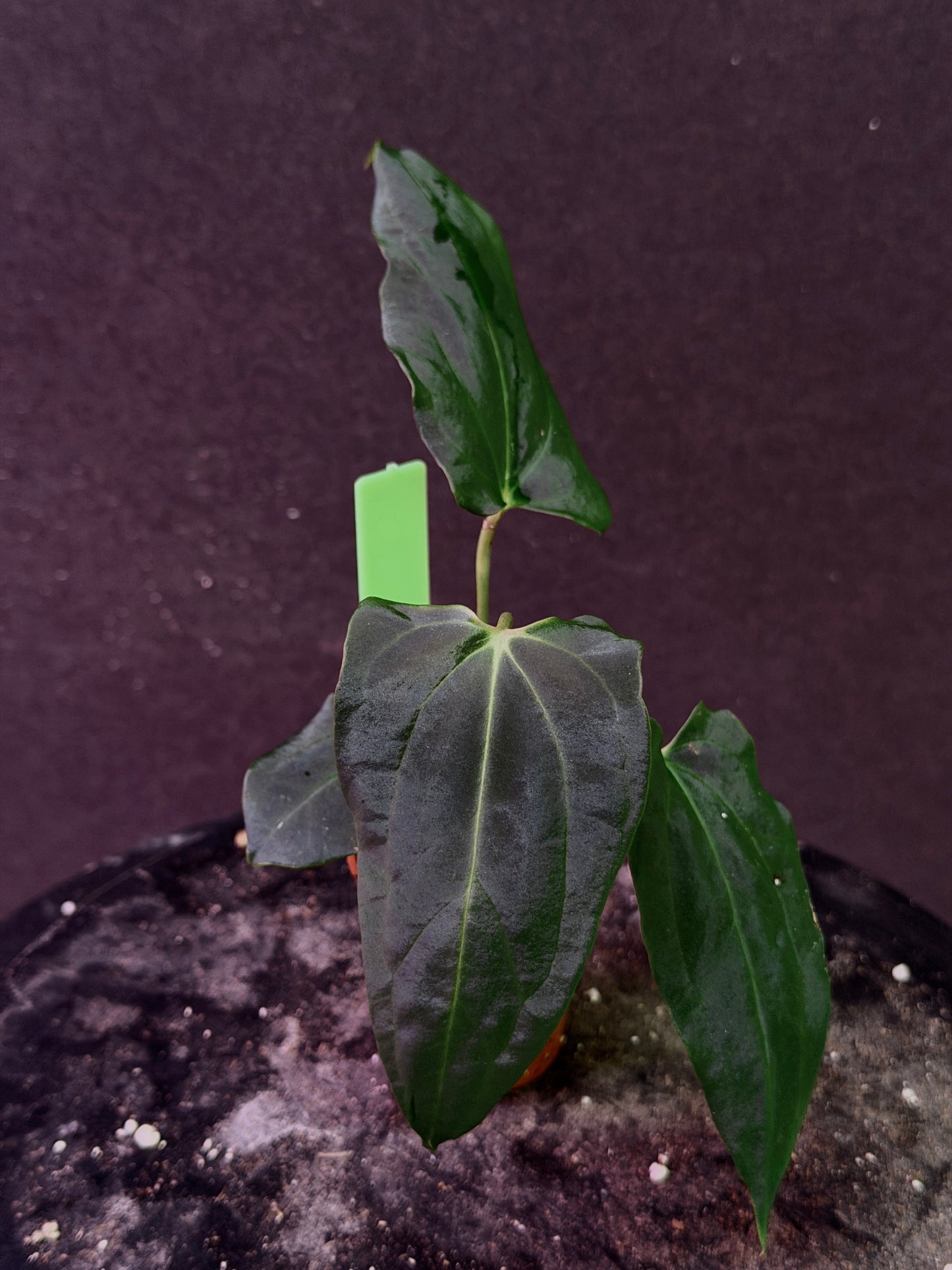 Anthurium (Nov DF x carla)  x  (BVEP x port. 'Dorito') "Dark Knight"