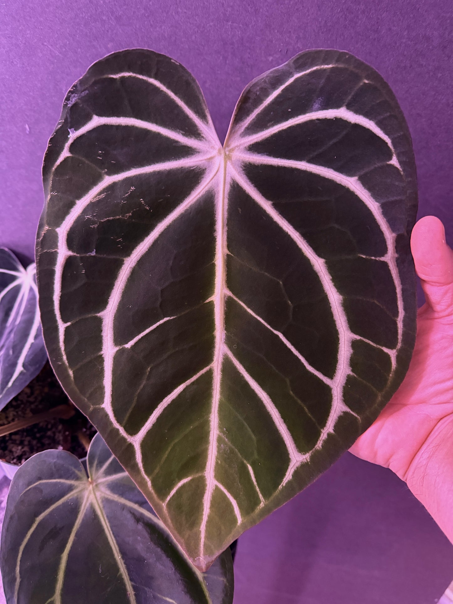 Anthurium carla PM1 x PM6 red tag