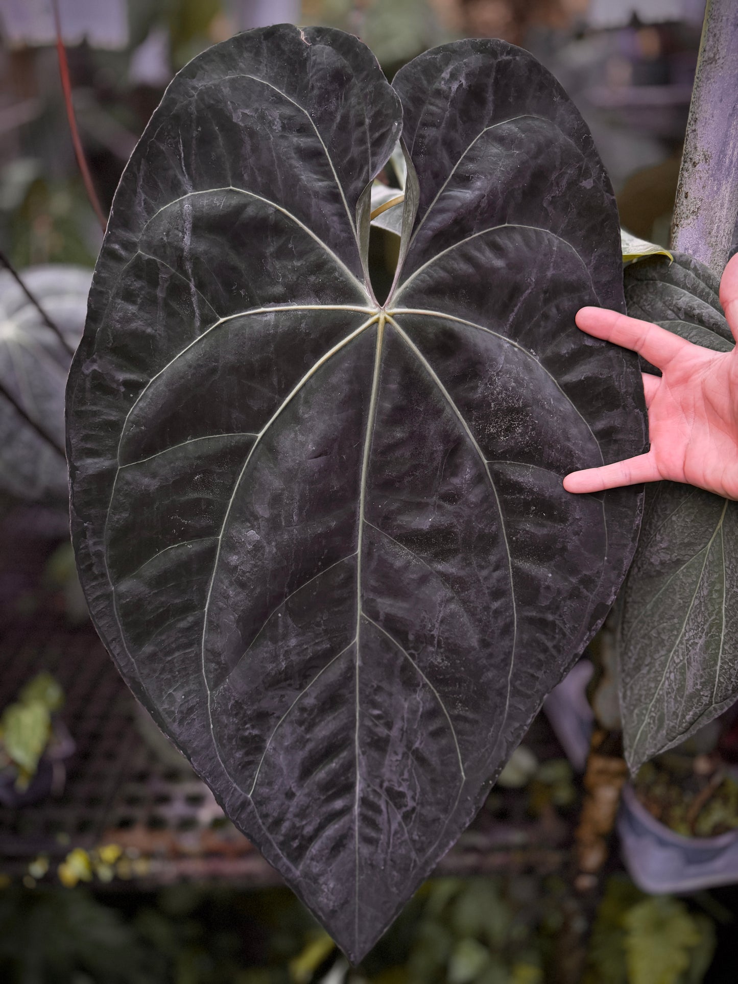 Anthurium (Ace x Stripey Mag x carla) "Big Boy" x (Big Black Block x Ace)