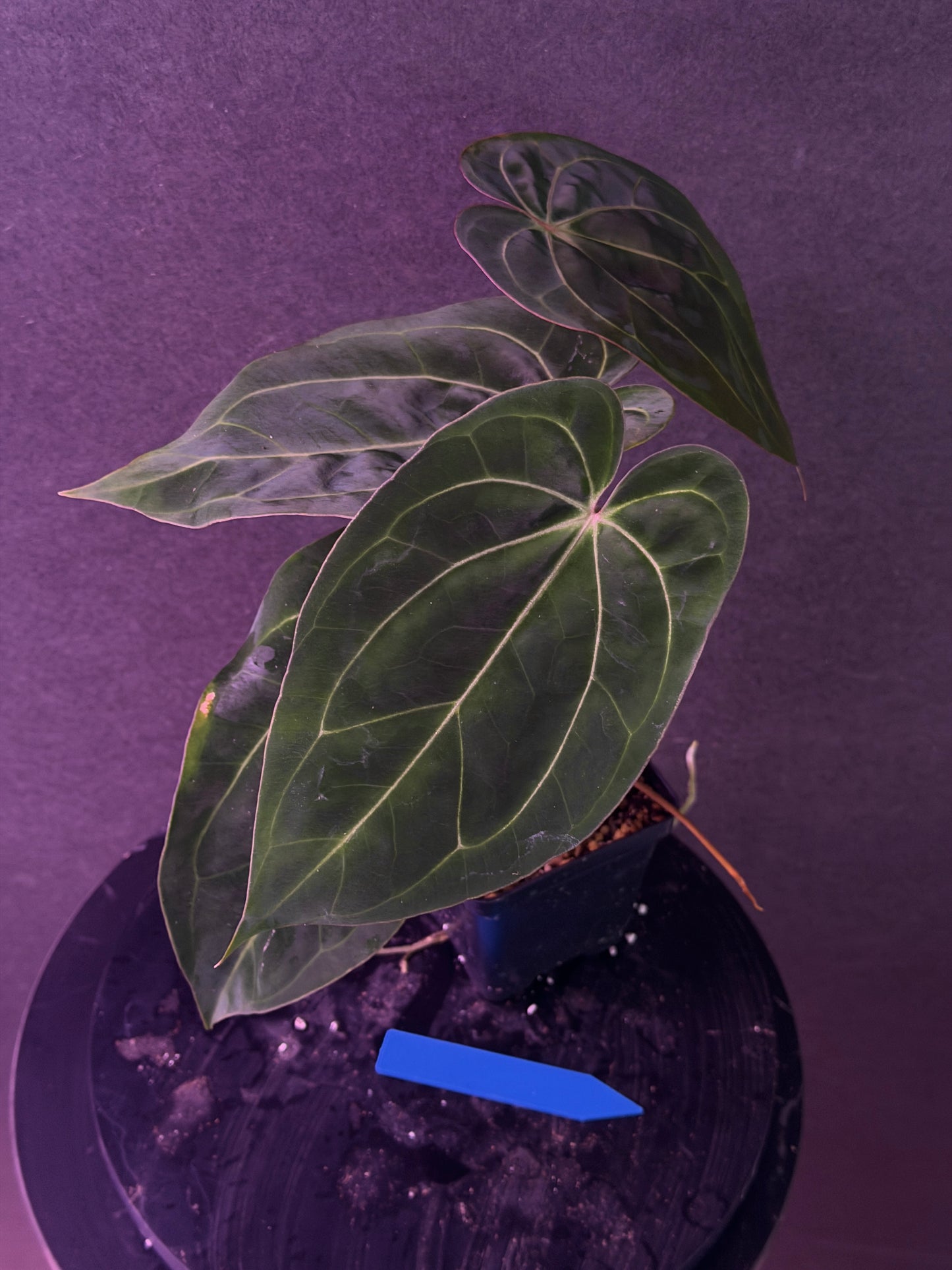 Anthurium (Stripey Mag x carla) #1 x (BVEP X Stripey Mag) (Exact Seedlings)