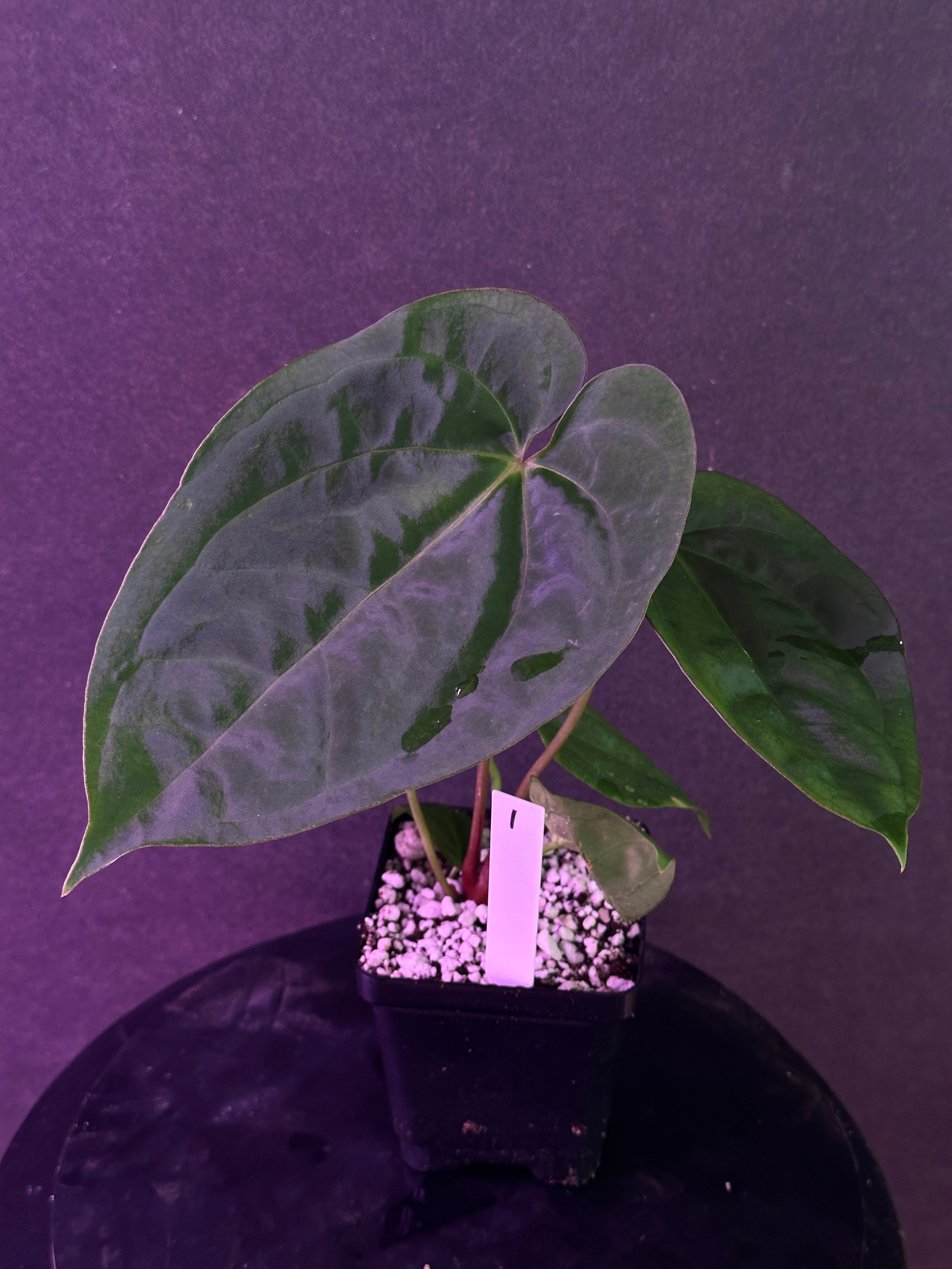 Anthurium (Stripey Mag x carla) #1 x ((Stripey Mag x carla) x