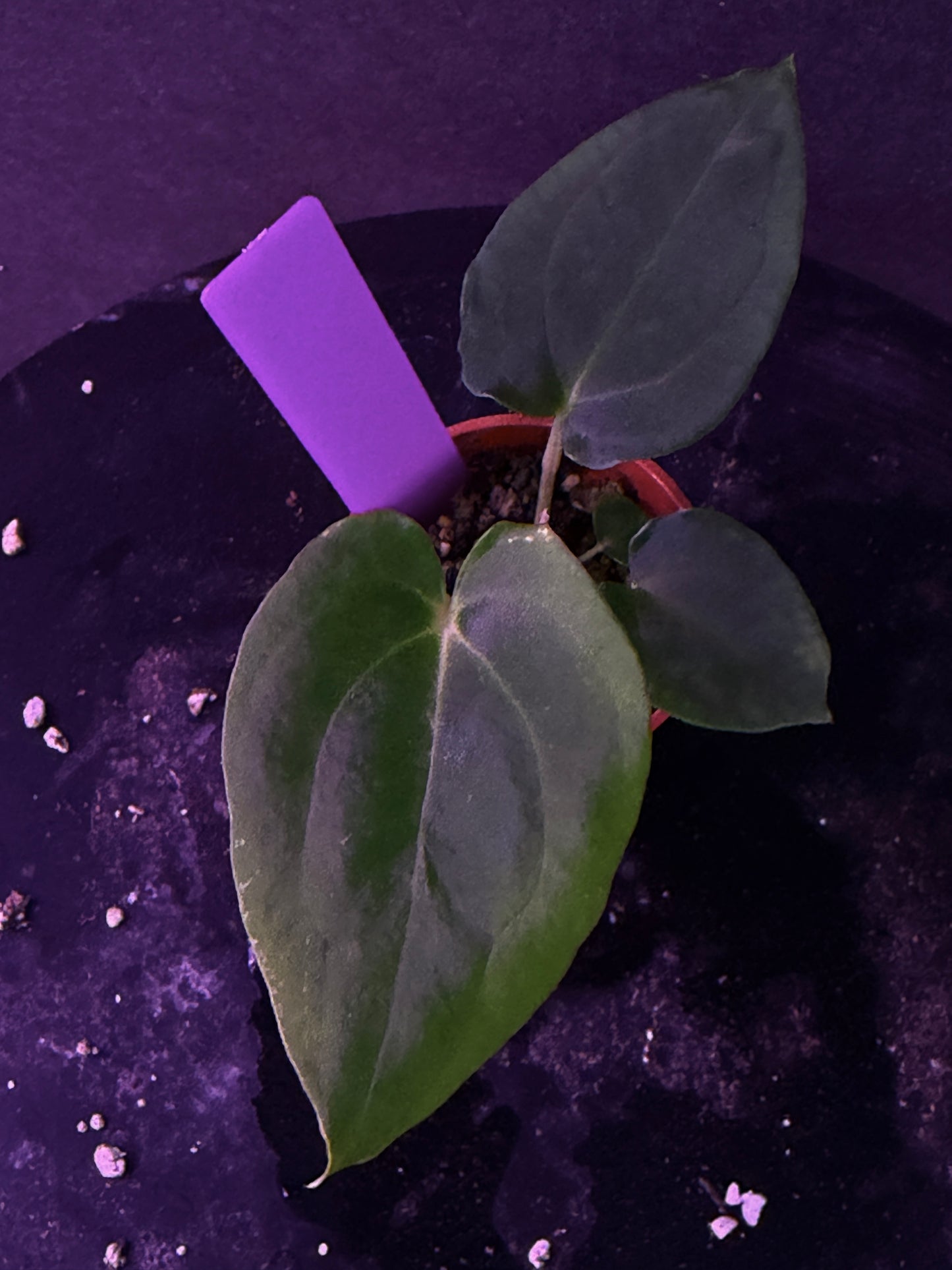 Anthurium (Nov DF x carla)  x  (BVEP x port. 'Dorito') "Dark Knight"