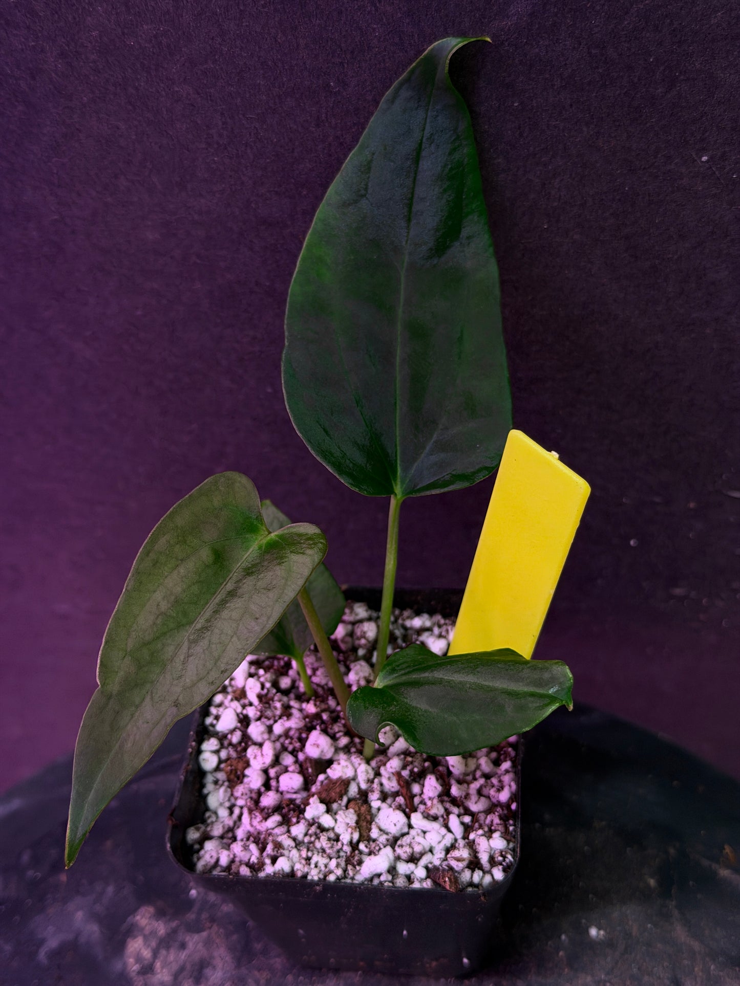 Anthurium (Nov DF x carla)  x  (BVEP x port. 'Dorito') "Dark Knight"