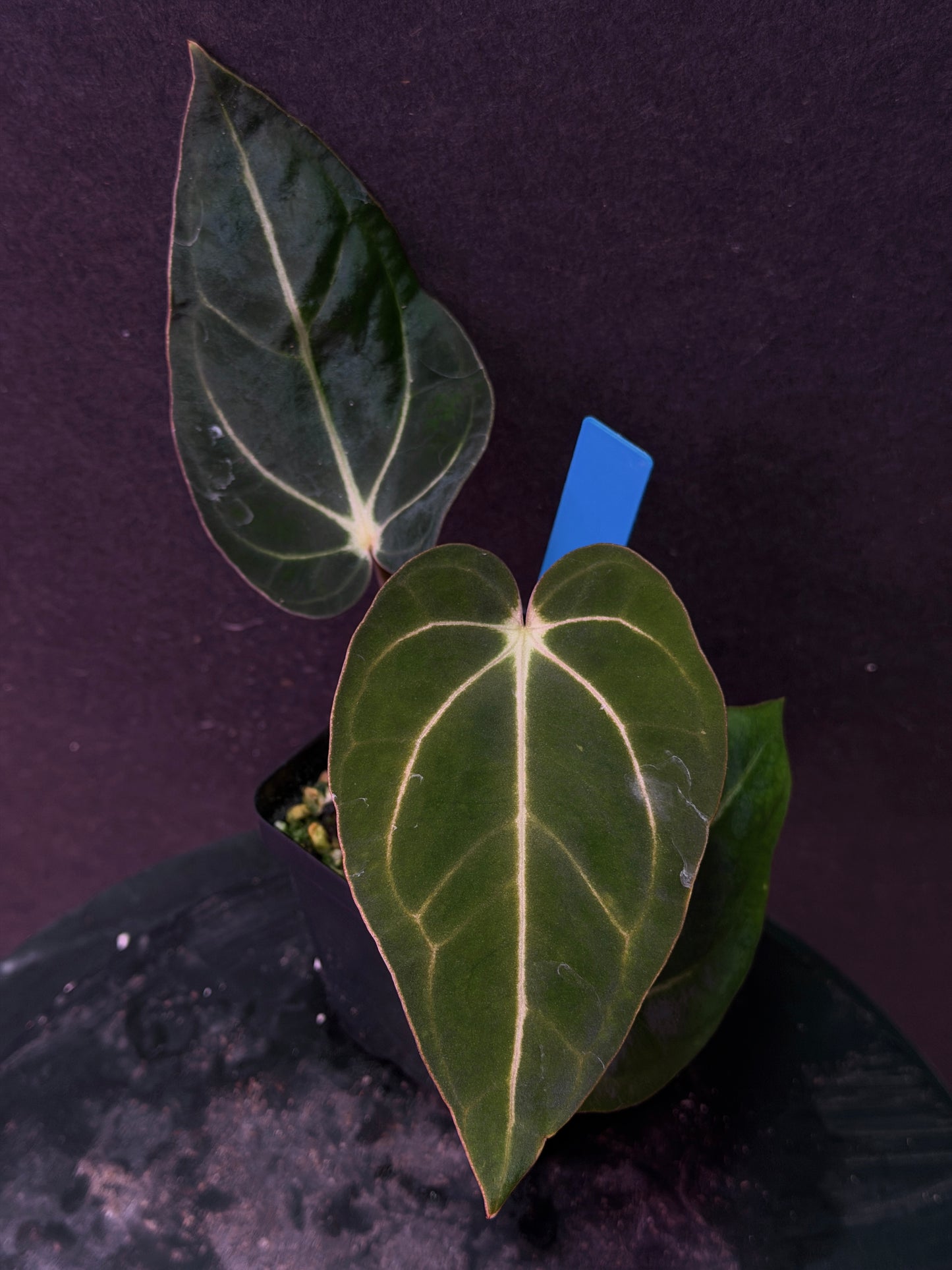 Anthurium carlablackiae 'PM1' x 'PM6' f2 Mosquito Batch