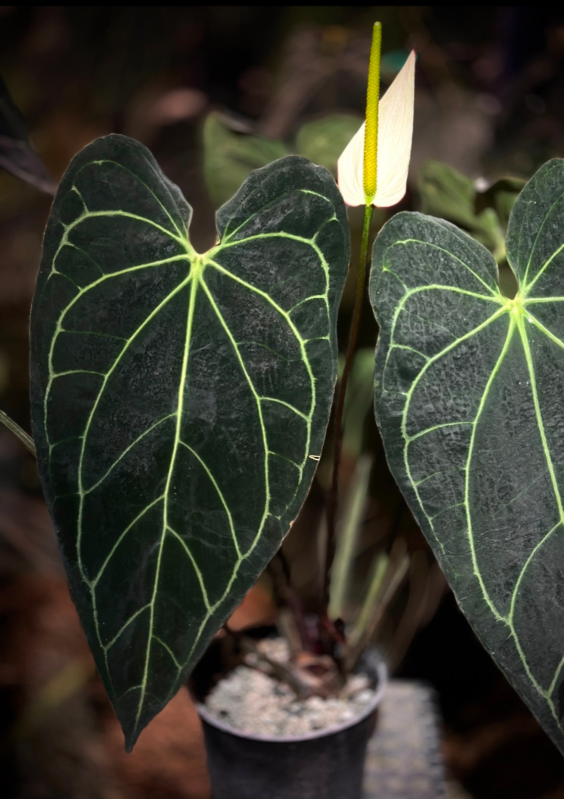 Anthurium (Stripey Mag x carla) 'Narrow B' x Red Crystal 'PM1'