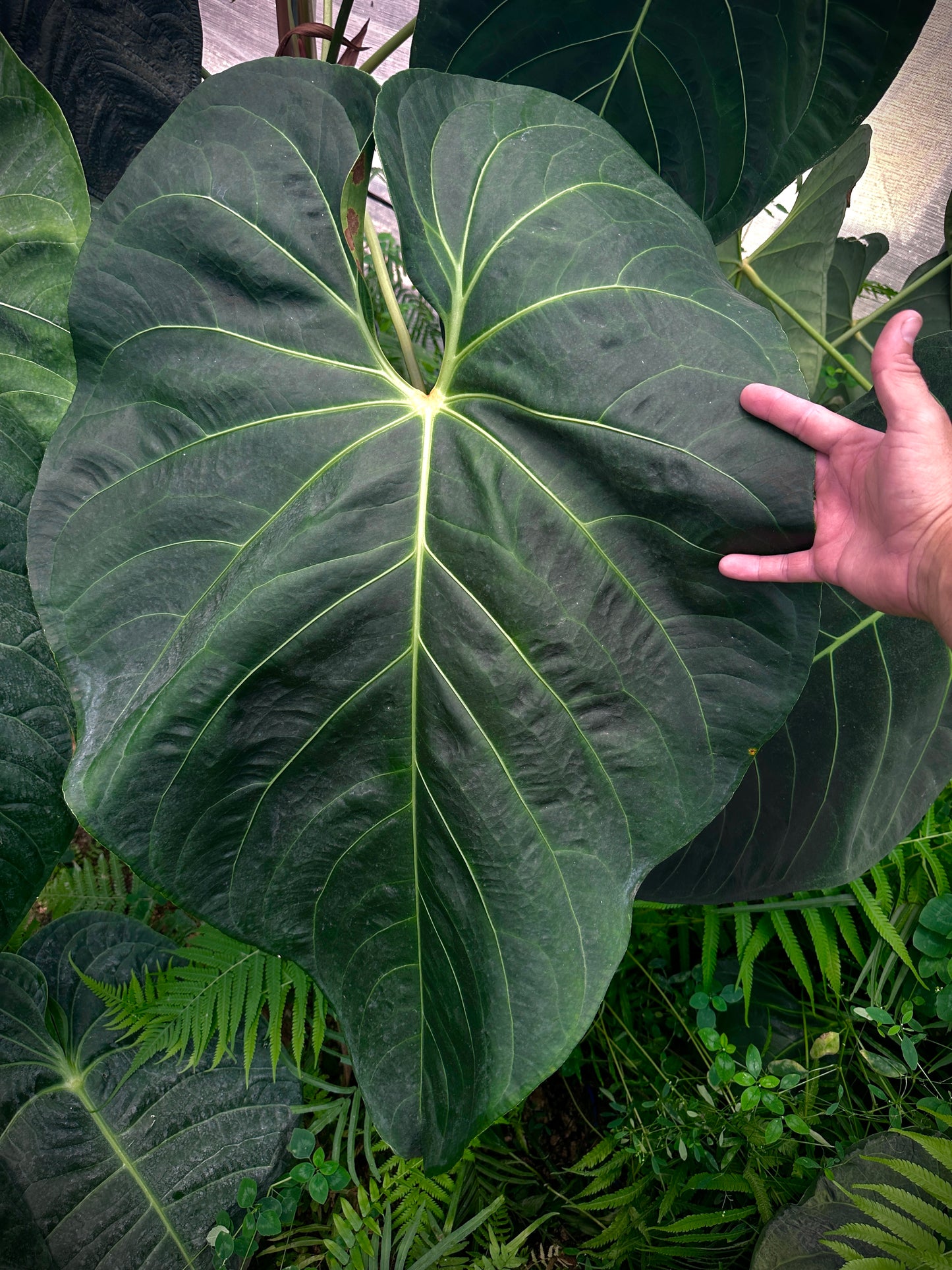 Anthurium "pap af"(regale x sp. Napo?) x carlablackiae 'PM6'