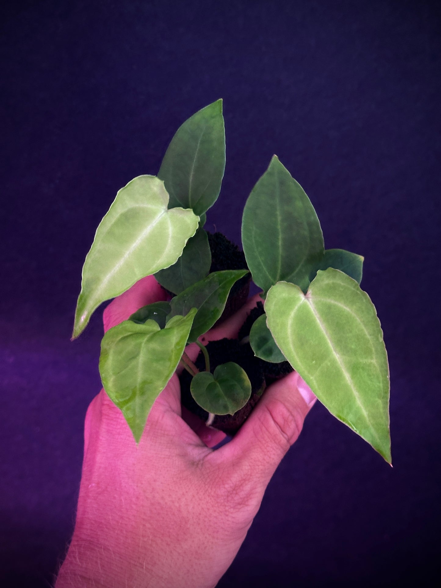 Anthurium carlablackiae 'yard' x Stripey Mag