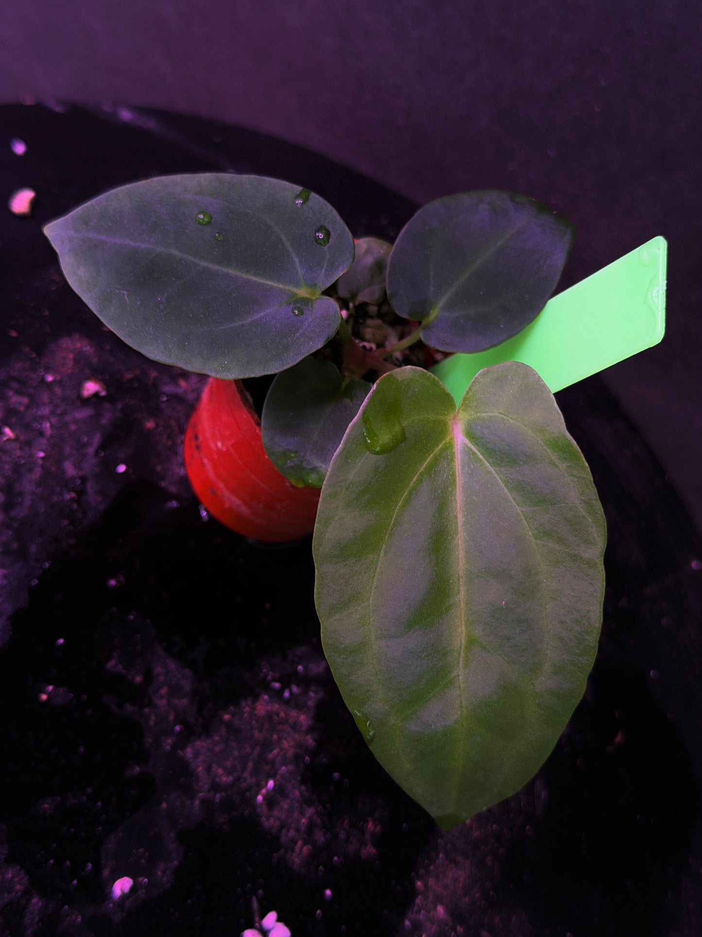 Anthurium (Nov DF x carla)  x  (BVEP x port. 'Dorito') "Dark Knight"