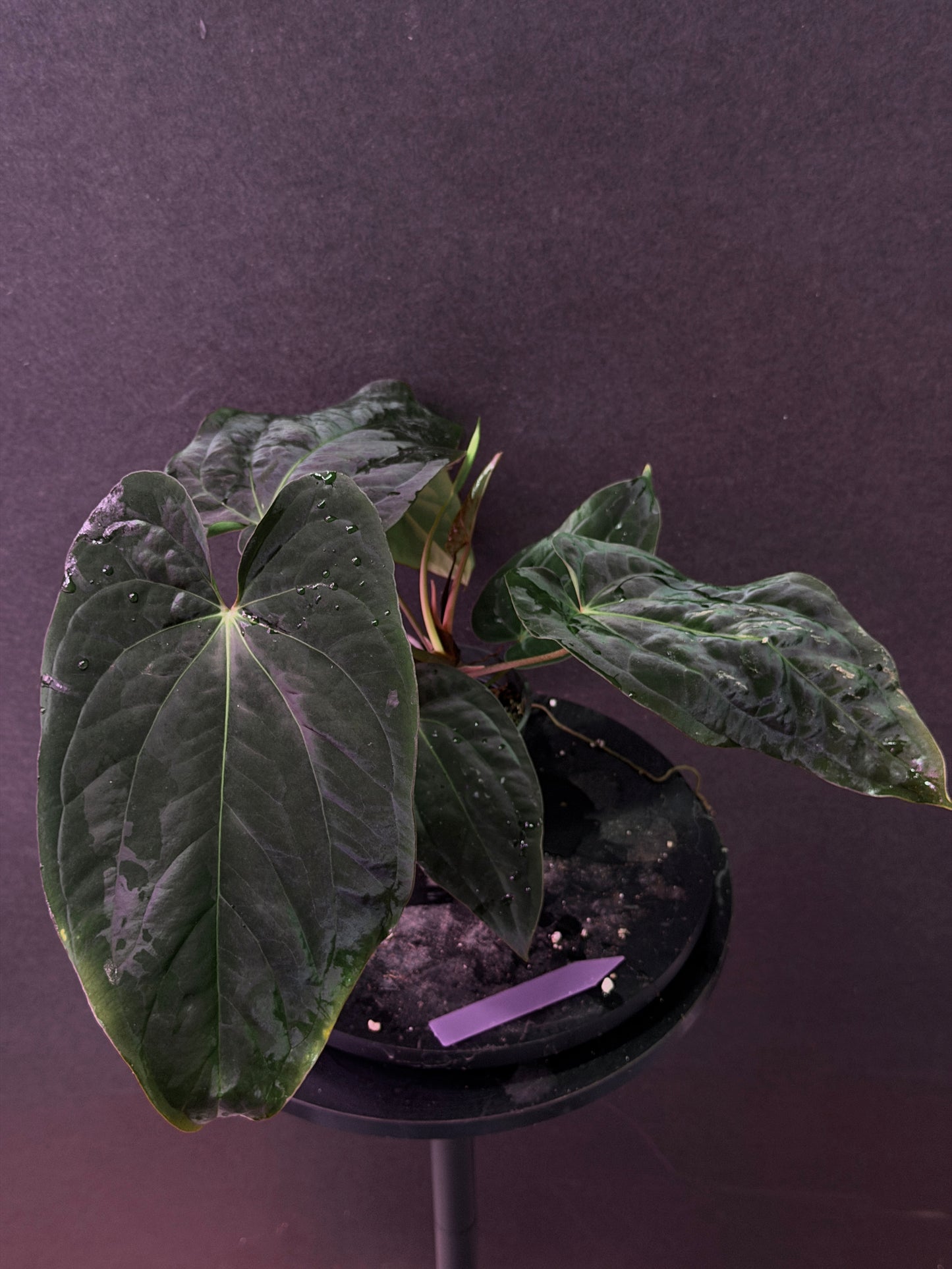 Anthurium antolakii(BVEP) 'Swamp Raisin' x 'Yard'